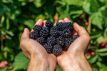 Regenerative Finance Fosters Hope for Mexico’s Berry Farmers