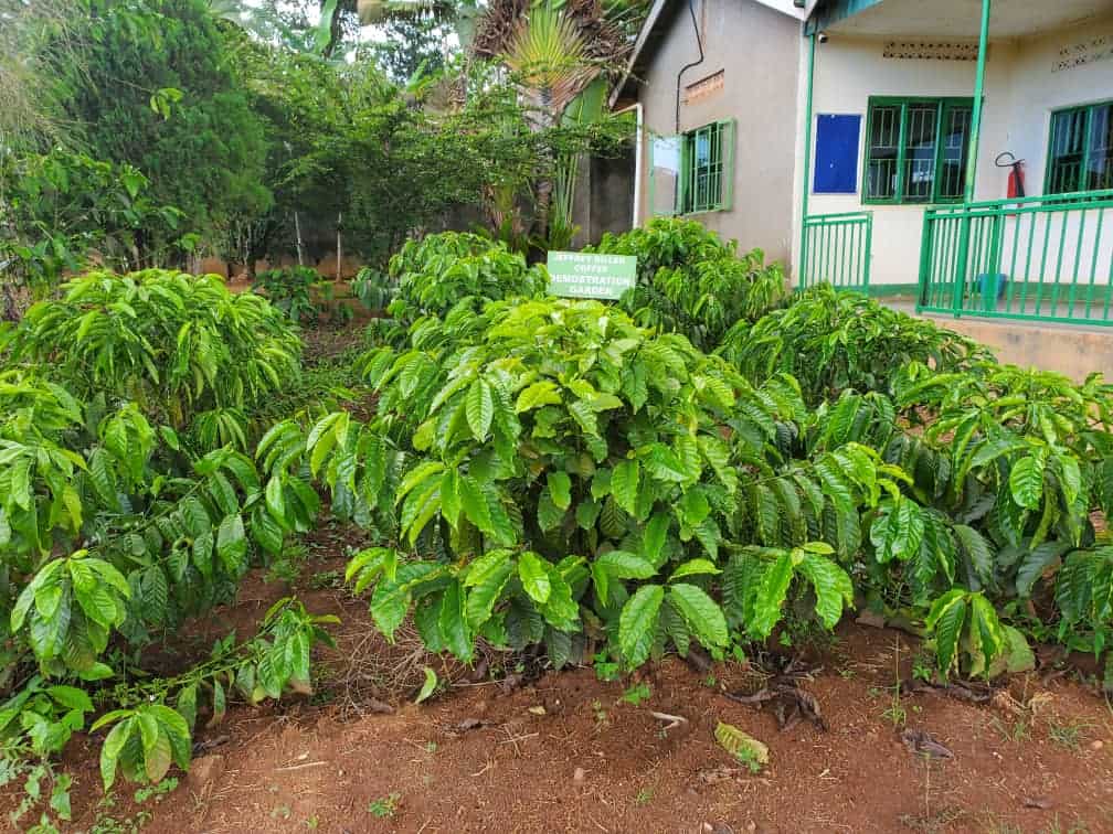 Coffee plants from the Cecofa Coffee facility